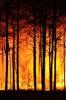 Forest fire 465617 vignette